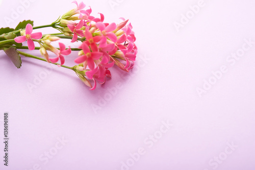 bouquet of pale pink flowers as a background