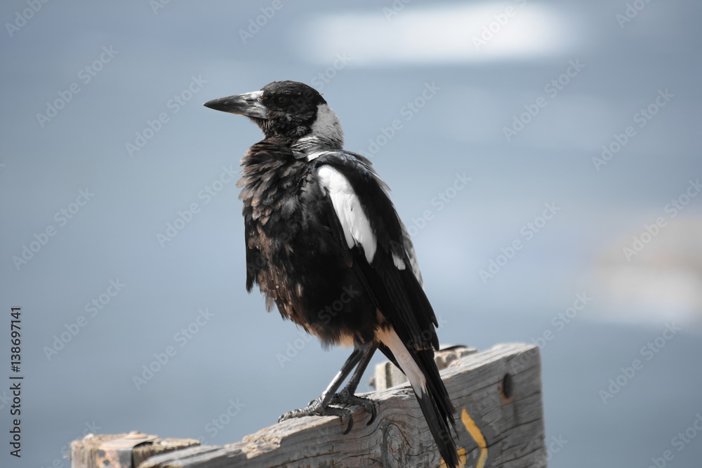 Obraz premium Magestic magpie 