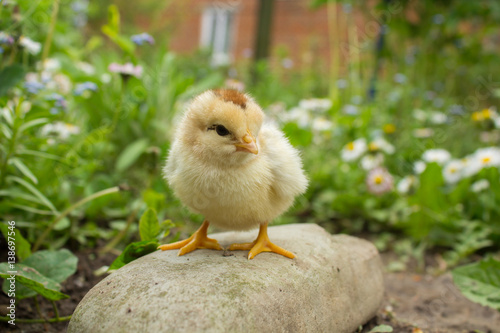 little chicken on the rock © retbool