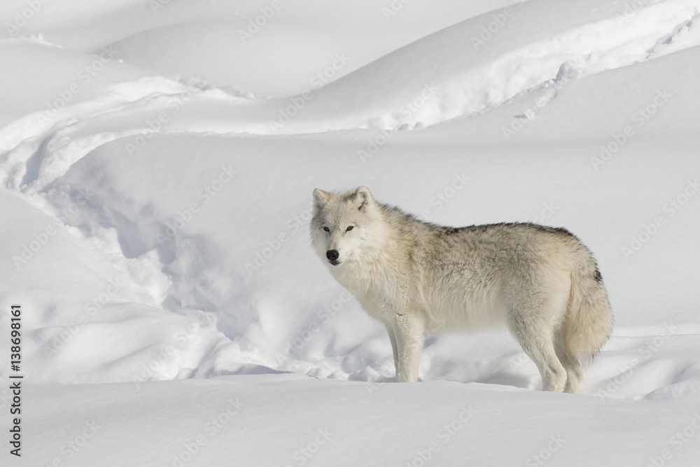 Naklejka premium Arctic wolf isolated on a white background walking in the winter snow