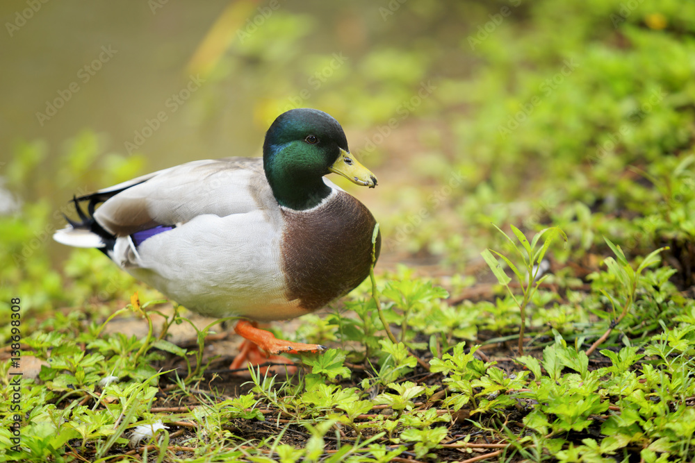 mallard duck walking on riverbank selective focus mallard duck walking on riverbank selective focus