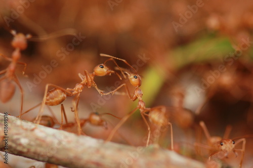 The red ants close up. © verapon