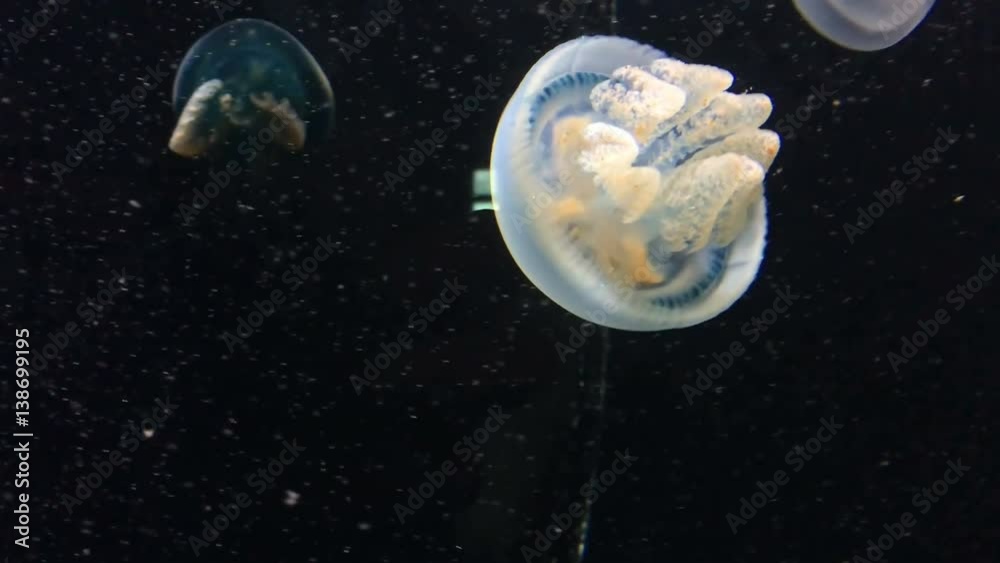 Color Changing Jellyfish underwater 4k. Color Changing Jellyfish underwater 4k.