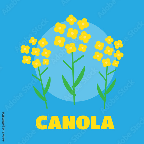 Canola flower vector illustration. Canola flower concept in flat style. Canola flowers