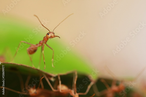 The red ants close up. © verapon