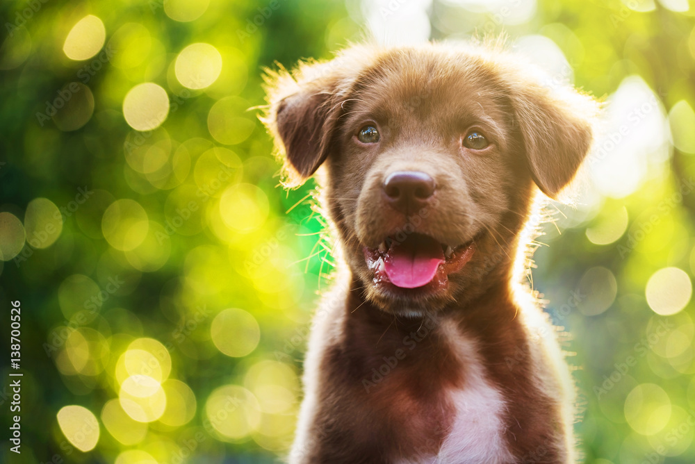 brown puppy with bokeh background - obrazy, fototapety, plakaty 