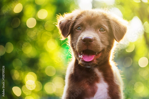 brown puppy with bokeh background