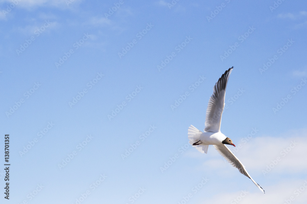 Fototapeta premium seagull against the background of the sky