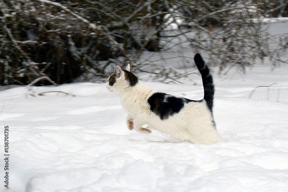 Cat jumping in snow Cat jumping in snow