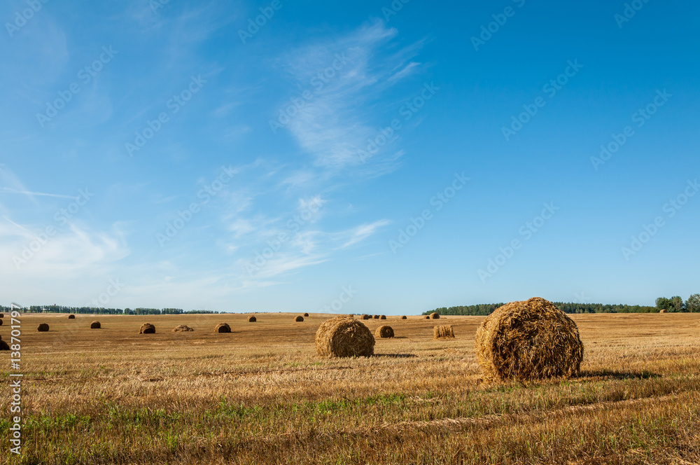 bales of dry golden straw in farm field under a clear blue sky in August