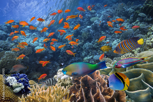 Photo of a tropical Fish on a coral reef © vlad61_61