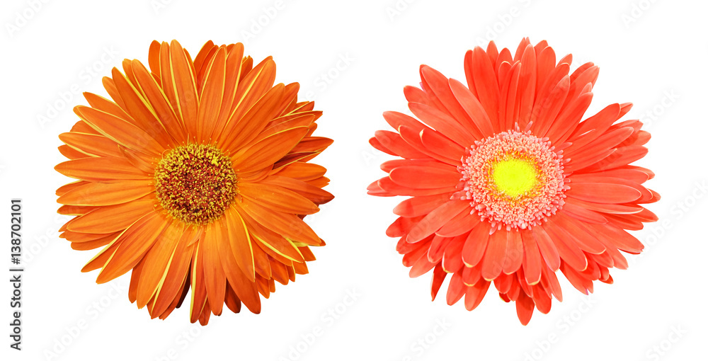 Two gerbera flower, orange and red, isolated on white background. Two gerbera flower, orange and red, isolated on white background.