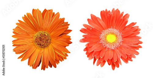 Two gerbera flower, orange and red, isolated on white background.