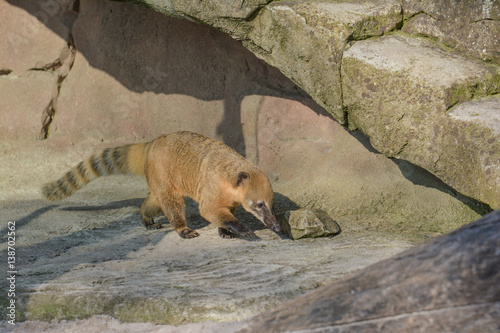 Nasenbär im Zoo photo