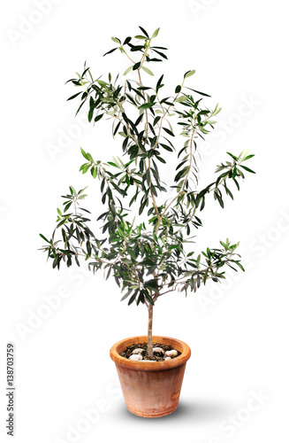 Lush olive tree in pot isolated