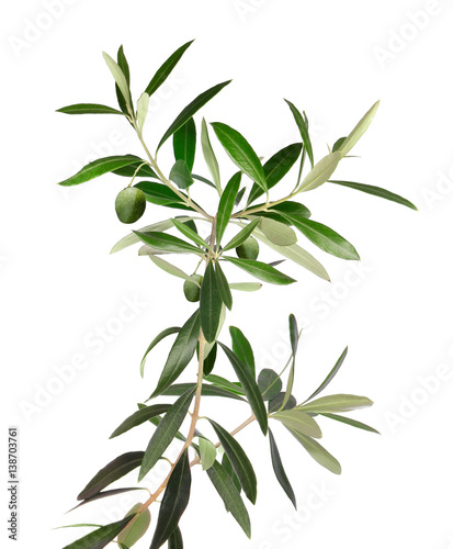 Fresh olive tree branch isolated