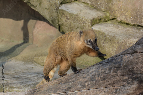 Nasenbär im Zoo