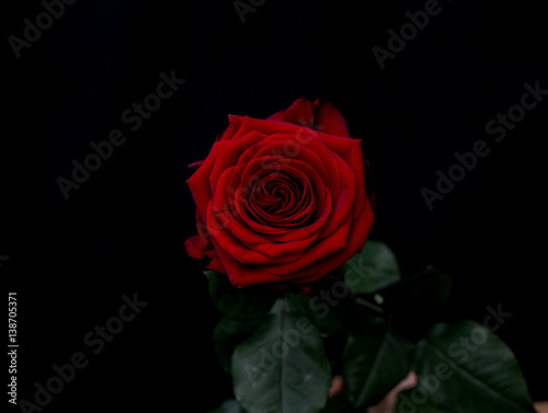 Fototapeta Naklejka Na Ścianę i Meble -  Red romantic roses