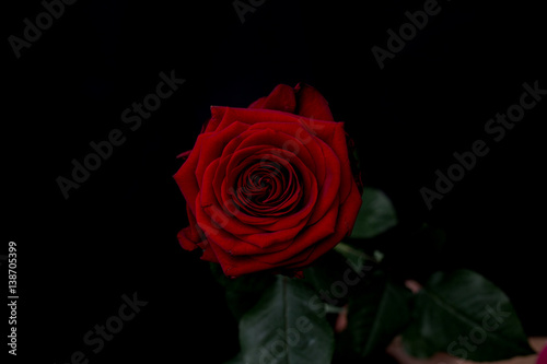 Red romantic roses