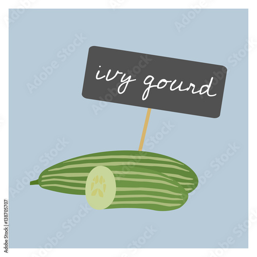 Vector Vegetable - Ivy Gourd photo