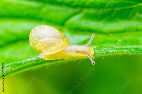 Garden Snail on Green Leaf