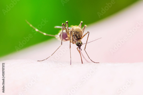 Wallpaper Mural Zika Virus Infected Mosquito Sting Torontodigital.ca