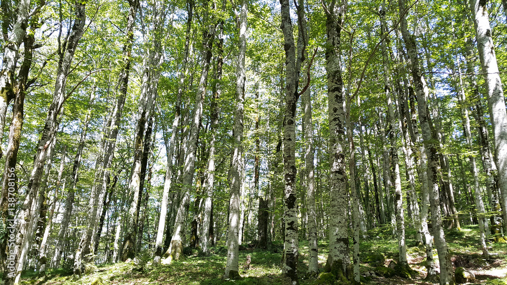 Obraz premium Birch Grove in the reserve Biogradska Gora