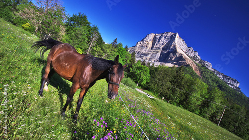 cheval au pré - col du granier en chartreuse © minicel73