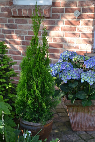 Thuja occidentalis Smaragd im Kübel 1 photo