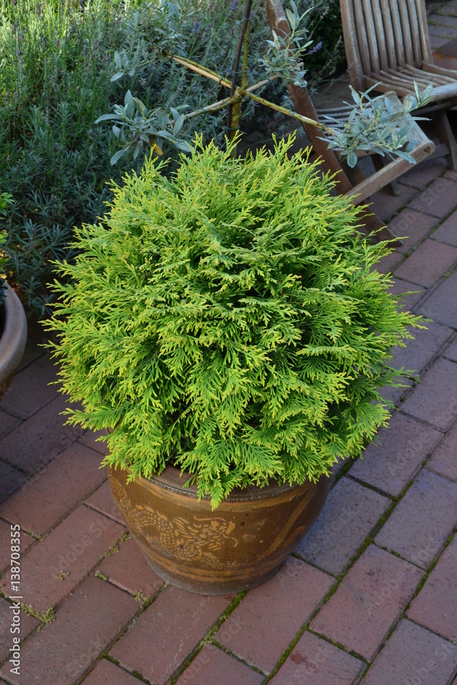 Fototapeta premium Thuja occidentalis Danica im Kübel 