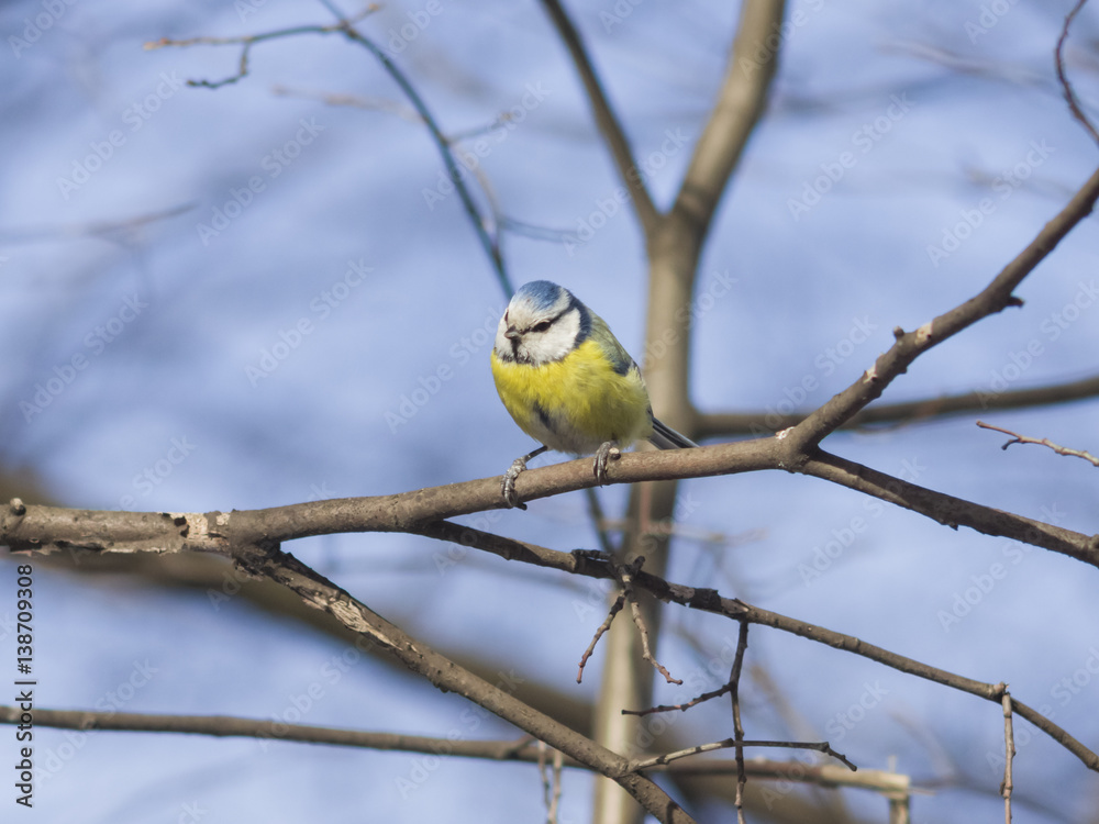 Eurasian blue tit, Cyanistes caeruleus, sitting in branches, closeup portrait, selective focus, shallow DOF Eurasian blue tit, Cyanistes caeruleus, sitting in branches, closeup portrait, selective focus, shallow DOF