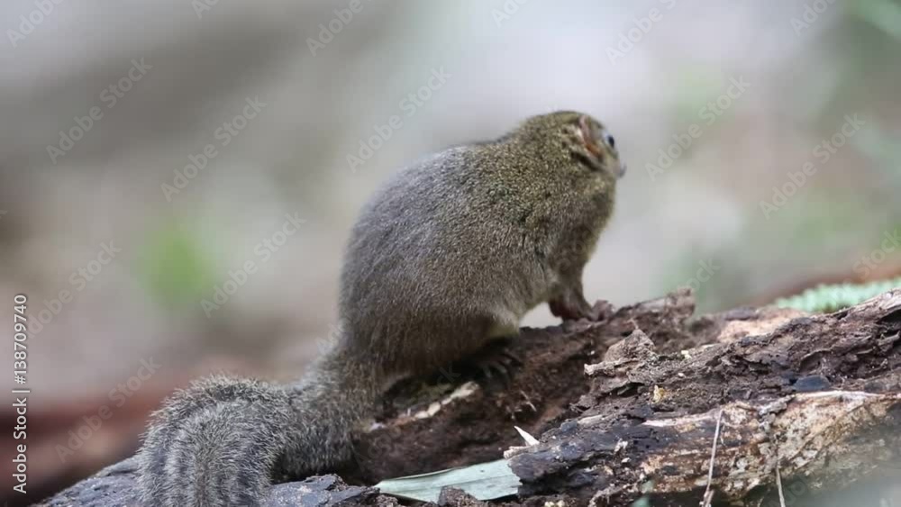 Northern Slender-tailed Treeshrew (Dendrogale murina) in Tam Dao, North Vietnam Northern Slender-tailed Treeshrew (Dendrogale murina) in Tam Dao, North Vietnam