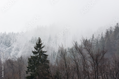 Hill with forest in the winter with mist in the background.