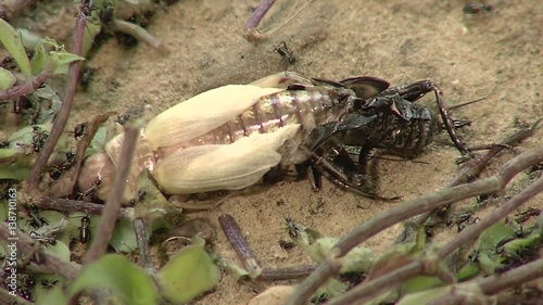 Crickets moulting the exoskeleton photo