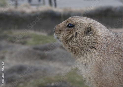 Prairiedog photo