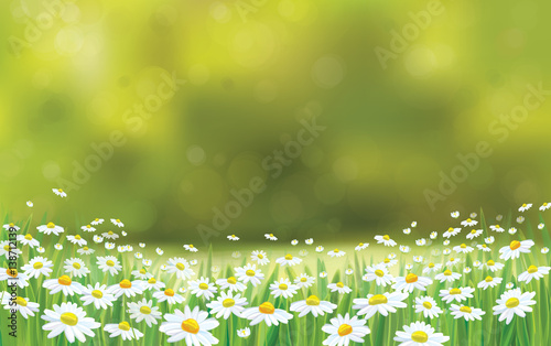 Vector summer nature  background,  chamomiles flowers field.