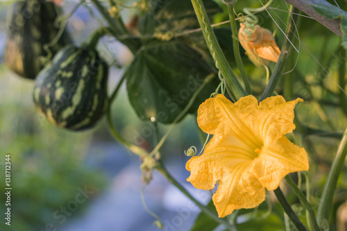 Close up yellow flower of pumpkin growing in field plant.