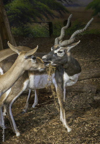 Blackbuck with horns. photo