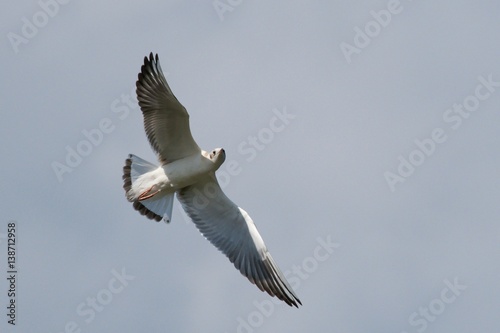 Seagull in flight