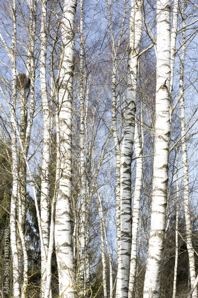 Fototapeta premium Birken im Winter