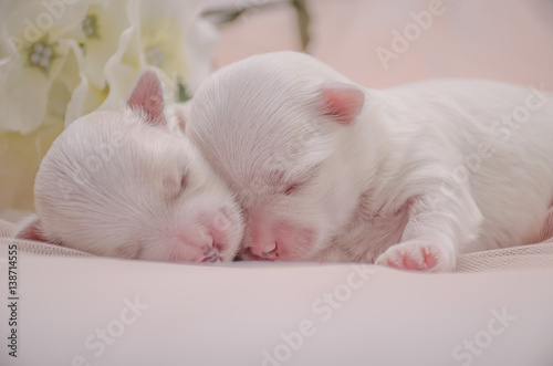 two little white puppy