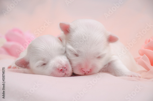 two little white puppy