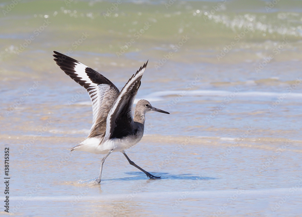Fototapeta premium Willet Landing on the Beach
