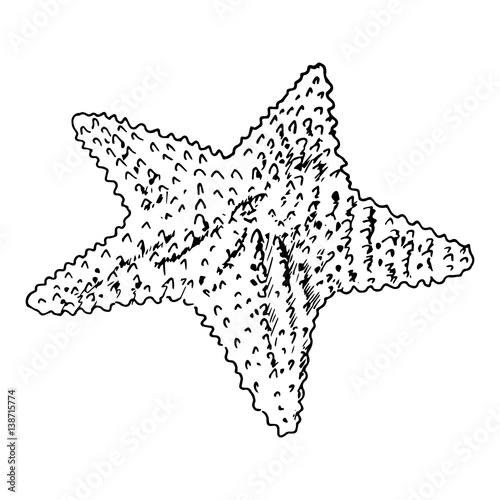 Starfish realistic sketch. Sea Star, isolated on white