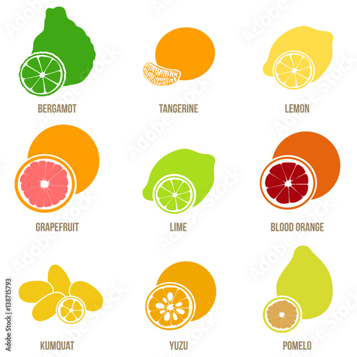 Citrus fruits vector flat set, whole fruits and slices