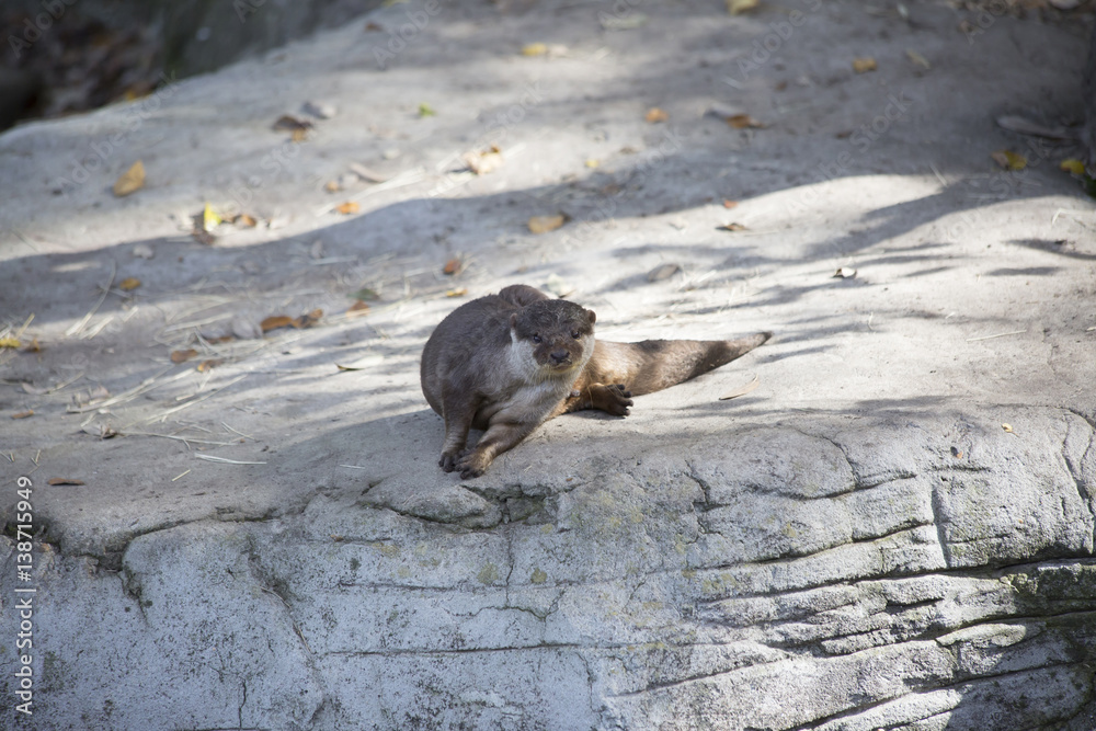 Fototapeta premium Otter