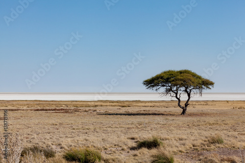 Fototapeta Naklejka Na Ścianę i Meble -  Namibia Etosha