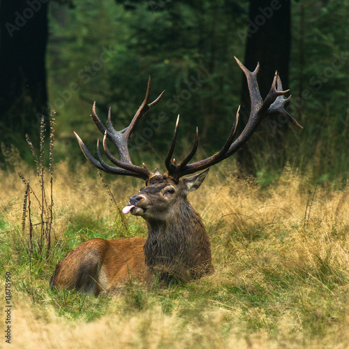 Burling pose deer