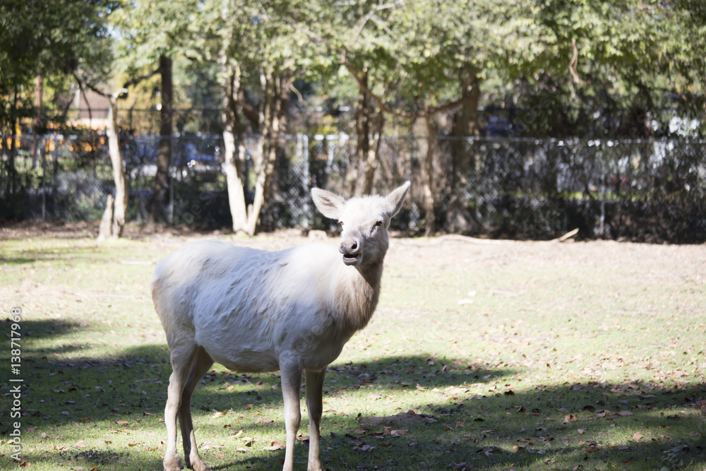 Obraz premium White Elk