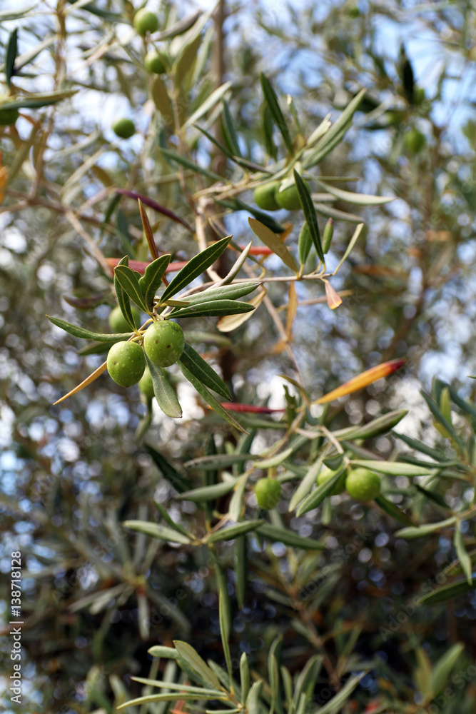 Fototapeta premium Olivenbaum